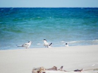 Two terns in front of the sea