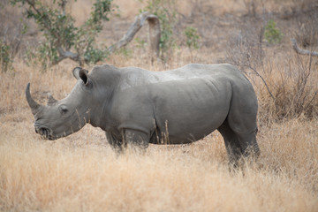 Obraz premium Rhinoceros, South Africa
