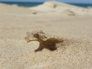 Sand seahorse