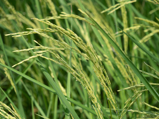Fototapeta na wymiar Rice plantations Thai rice is of non-toxic quality.