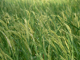 Rice plantations Thai rice is of non-toxic quality.