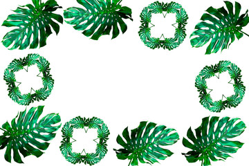 green monstera leaves pattern for nature concept,tropical leaf isolated on white background
