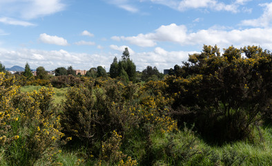 Humedal en medio de la ciudad 