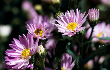 Macro close-up bouquet of the blooming buds of Aster amellus. Little lilac flowers with beautiful blossom on blurry background. Fresh foliage with natural blurry background.