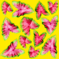 red green palm leaves pattern for nature concept,tropical leaf isolated on yellow background