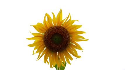 sunflower isolated on white background