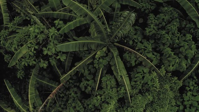 Tropical Forest and Jungles on Bali 4K Drone shot