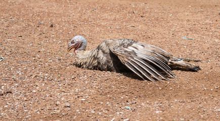 Close up portrait of a male turkey. turkey farm. turkey close-up. turkey rearing concept