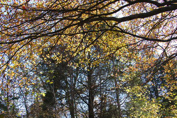 Developed using darktable 2.6.2