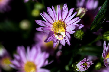 Obraz premium Macro close-up bouquet of the blooming buds of Aster amellus with dew water drops. Little lilac flowers with beautiful blossom on blurry background. Fresh foliage with natural blurry background.