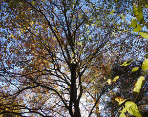 old dogwood among neighbors