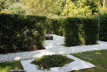 there is a process of pruning trees in shape. Ropes are stretched for even trimming. Landscape...