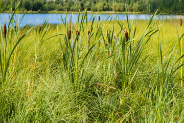 The reeds grow on a small blue lake in daylight. © Евгения Медведева