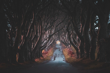 The Dark Hedges in Northern Ireland. Majestic, spooky and mysterious road across very old trees. Featured in the Game of Thrones as the Kings Road.