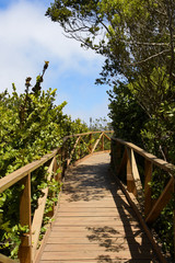 Fray Jorge National Park, Coquimbo Region, Chile