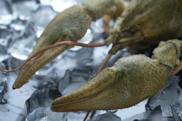 Fresh green crayfish with ice.