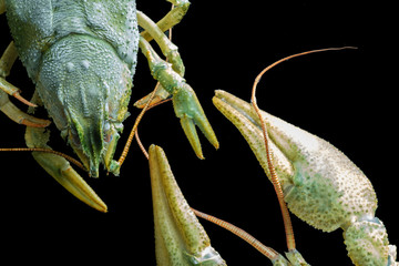 Green crayfish with ice. On a black plate.