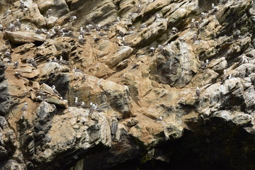 Peruvian Booby (Common Piquero), Punta de Choros, Coquimbo region, Chile