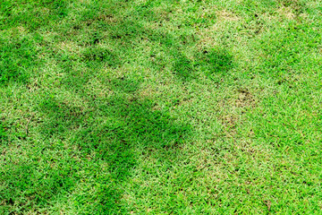 tree shadow on green grass floor in the park