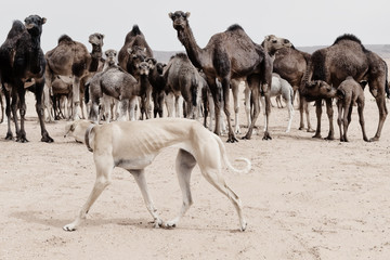 A Sloughi (Arabian greyhound) herds a group of dromedaries (camels) in the desert of Morocco.