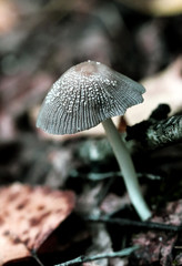 Elegant spotted Mycetinis alliaceus fungus in the autumn, botany. Garlic parachute shrooms macro growing on the wood bark. Used in natural medicine. Highly detailed mushroom in the outdoors.