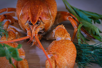 Big red crayfish with seasonings and herbs. Large claws.