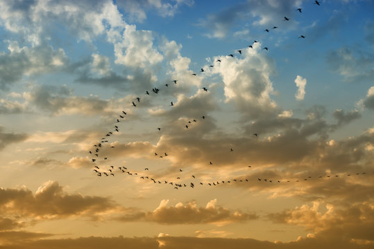 A flock of birds flight in a cloudy sky at Lac Naila, Morocco.