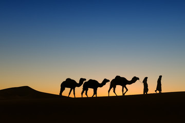 Camel (dromedary) caravan with nomads in the desert at sunrise.