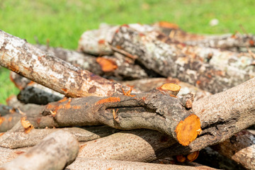 pile of firewood in forest