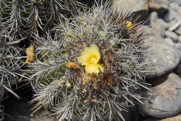 Cactus in Isla Dama, national reserve, tourism in punta de choros, coquimbo region, chile
