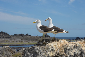 Seagull in Isla Dama, national reserve, tourism in punta de choros, coquimbo region, Chile