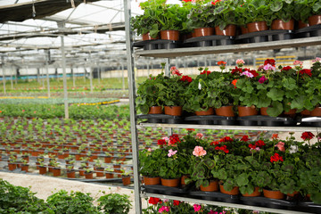 Fototapeta na wymiar Geranium flowers carefully growing in flowerpots in glasshouse farm