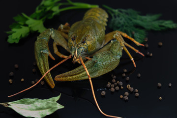 Green crayfish. Preparation for cooking.