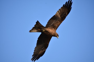 Plakat eagle in flight