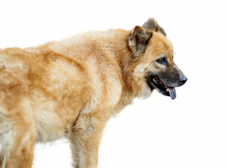 Dog in chow chow in stand action on isolate white background