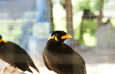 Hill myna in cage in alone prison arrest concept