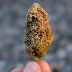 Holding Cannabis between fingers