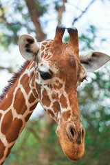 portrait of a giraffe