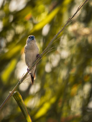 bird on branch