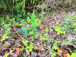 Fototapeta premium Forest beauty