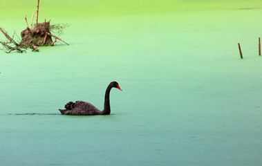 black swan