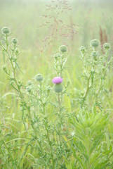 flowers on green background