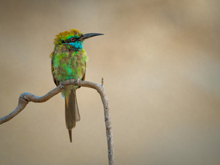 bee-eater on branch
