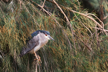 Dorminhoco bird portrait