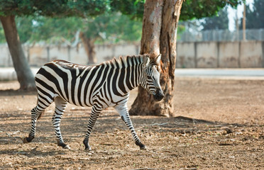 Fototapeta na wymiar beautiful zebra