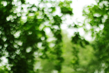 Abstract Green bokeh nature background.