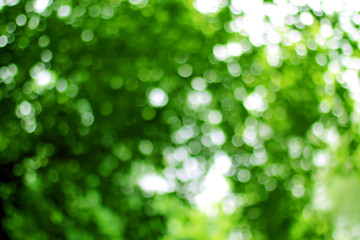 Abstract Green bokeh nature background.