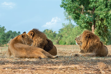 Naklejka premium Lion and lioness