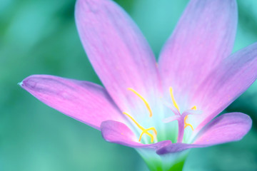 closeup pink flower with blurred background,Zephyranthes grandiflora