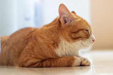 An orange cat is relaxing.
